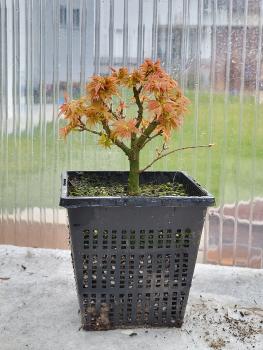 Löwenkopfahorn - Acer palmatum shishigashira